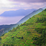 Drueranker i Cinque Terre