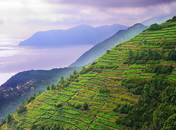 Drueranker i Cinque Terre