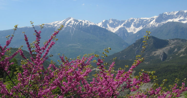 Blomster og fjell i Albania