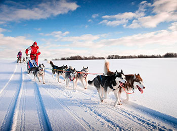 Lite bilde av Hundesledetur med dame i rødt