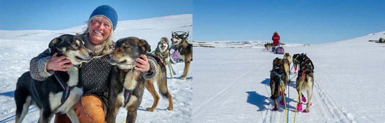 Hundene på hundesledetur på Hardangervidda