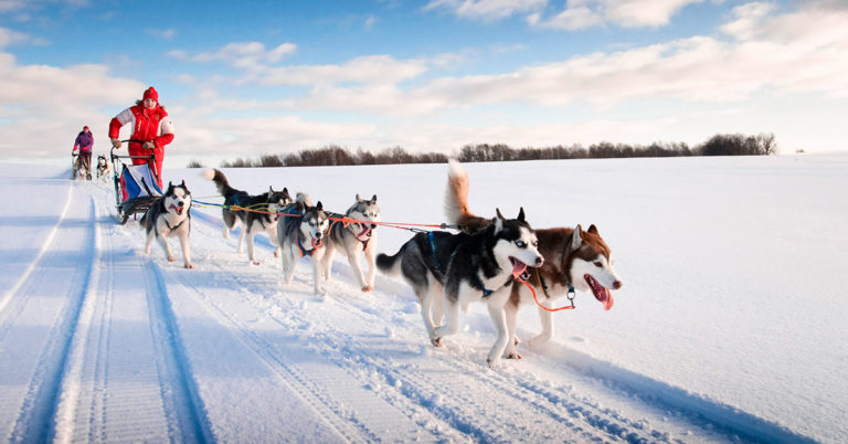Hundesledetur med dame i rødt