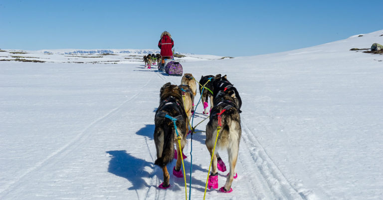 Hundesledetur sett bakfra på Hardangervidda