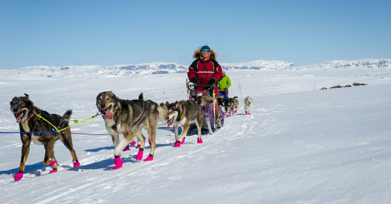 Mann på Hundesledetur på Hardangervidda
