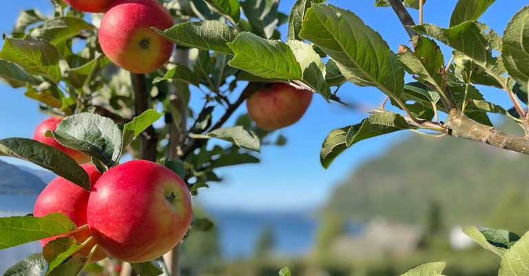 Epler ved Hardangerfjorden