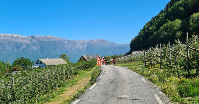 Syklister på veier omringet av epletrær