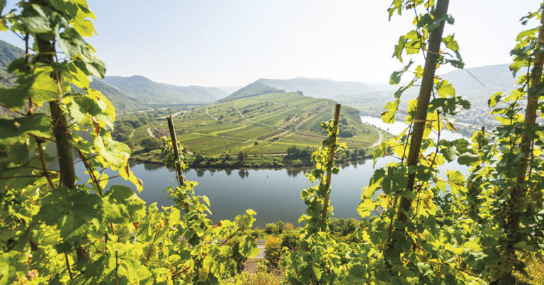 Vinranker i Moseldalen