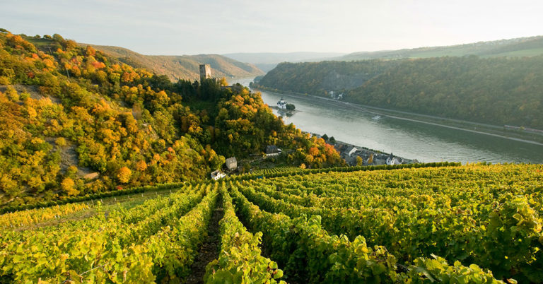 Vinranker ved Rhinen
