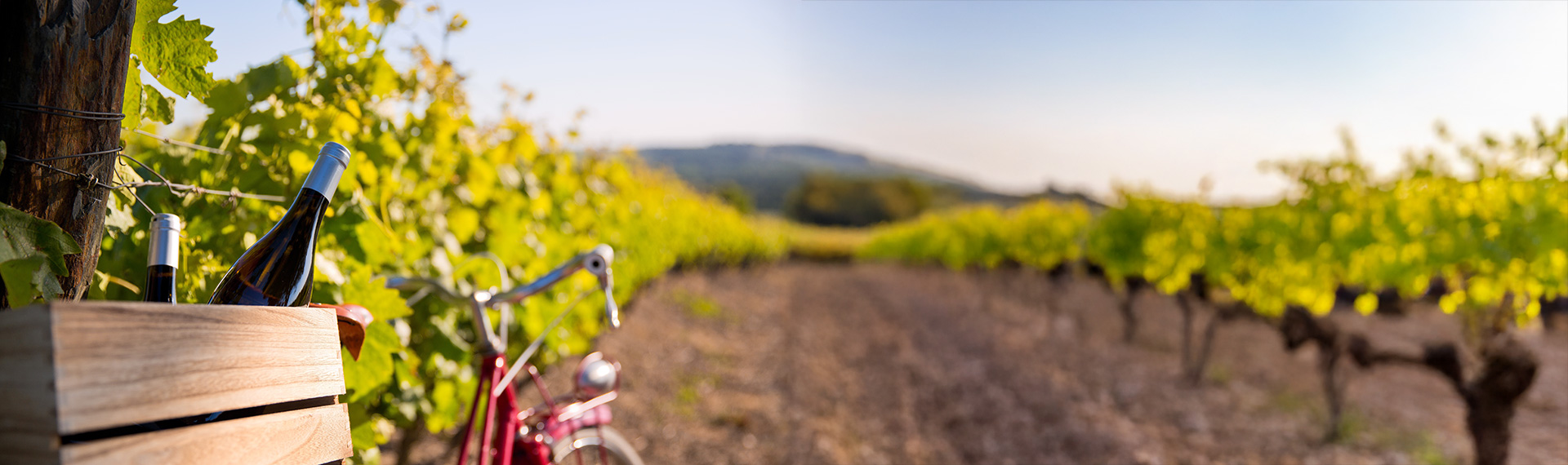 Sykkel med vinflasker i kasse omgitt av vinranker – symbol på mat- og vintur med Expa Travel. Headerbilde.