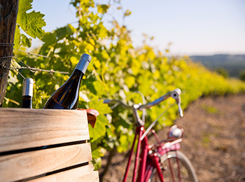 Sykkel med vinflasker i kasse omgitt av vinranker – symbol på mat- og vintur med Expa Travel. Miniatyrbilde.