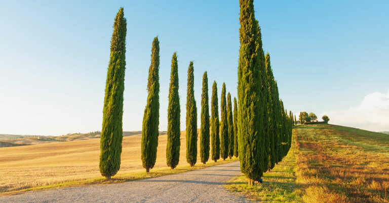 Entré til vingård i Toscana