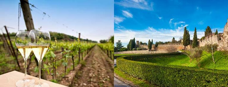 Vinranker med vinglass