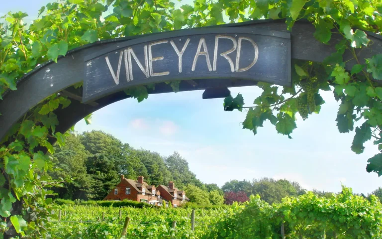 wineyard
