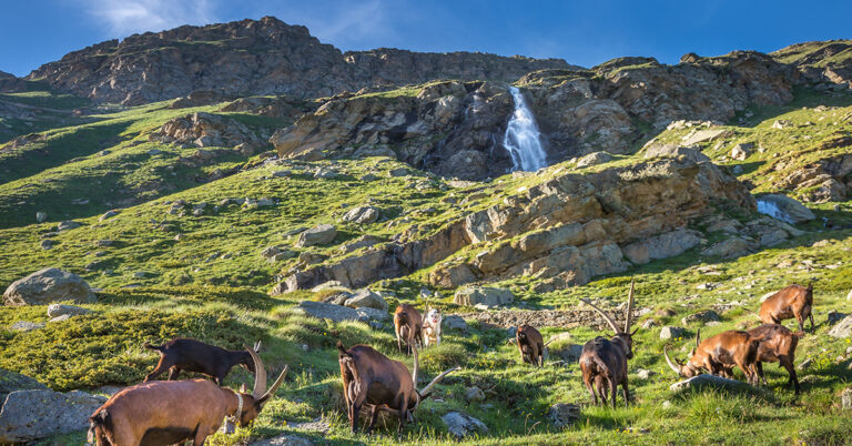 Steinbukker i Gran Paradiso National Park, Piemonte, Italia
